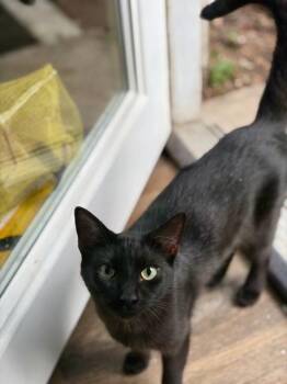 Walter -  Domestic Short Hair Cat for Adoption in San Antonio, Texas - Walter | PetCurious