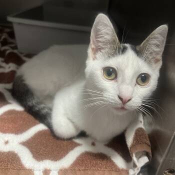 Rescue Domestic Short Hair Cats for Adoption in Hamilton, Georgia - Miss Bianca | PetCurious