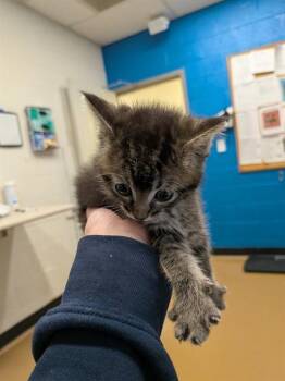 SMOKEY -  Domestic Short Hair Cat for Adoption in St. Peters, Missouri - SMOKEY | PetCurious