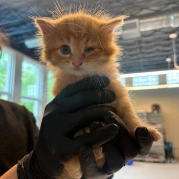 Franklin -  Domestic Medium Hair Cat for Adoption in Huntington, West Virginia - Franklin | PetCurious