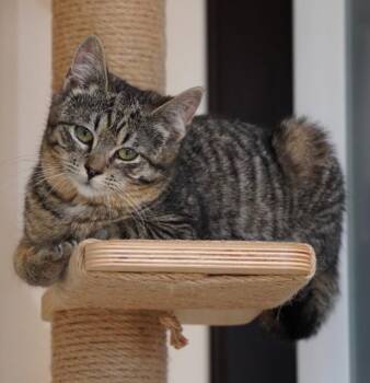 Domestic Short Hair Cats Available for Adoption - Willow ( Sweet , Friendly, Playful) | PetCurious