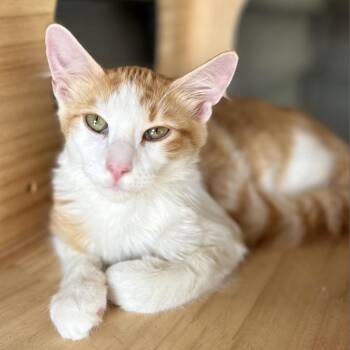 Domestic Long Hair Cats Available for Adoption in Freeport, Florida - Mango Tango | PetCurious