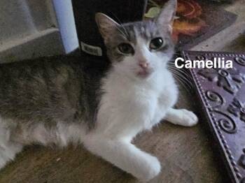 Rescue Domestic Short Hair Cats for Adoption in Gun Barrel City, Texas - Camellia | PetCurious