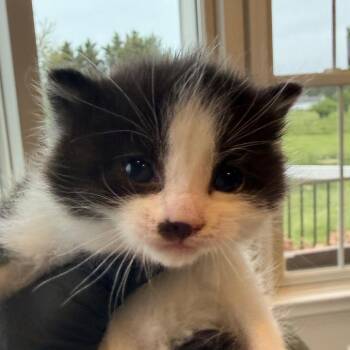 Domestic Short Hair Cats Available for Adoption - Lynx (In Chestertown, MD) | PetCurious