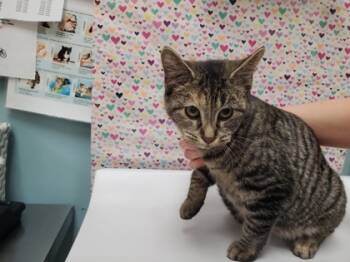 Rescue Domestic Short Hair Cats for Adoption in Maumee, Ohio - Stuffing | PetCurious