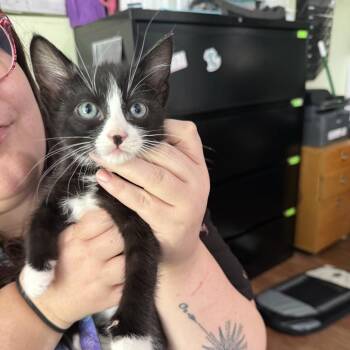 Esme -  Domestic Short Hair Cat for Adoption in San Antonio, Texas - Esme | PetCurious