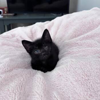 Dorito -  Domestic Short Hair Cat for Adoption in Chattanooga, Tennessee - Dorito | PetCurious