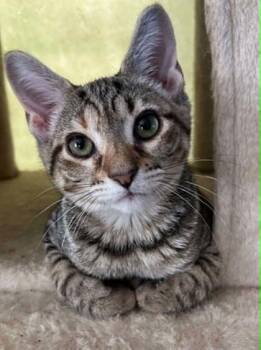 Coral -  Domestic Short Hair Cat for Adoption in Edmond, Oklahoma - Coral | PetCurious