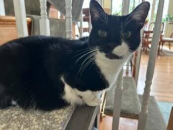 Rescue Domestic Short Hair Cats for Adoption in Cape Saint Claire, Maryland - Mina | PetCurious