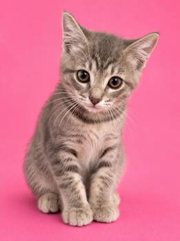 Egypt -  Domestic Short Hair Cat for Adoption in Wauchula, Florida - Egypt | PetCurious