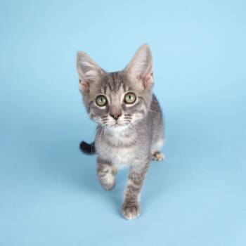 Winnie -  Domestic Short Hair Cat for Adoption in Houston, Texas - Winnie | PetCurious