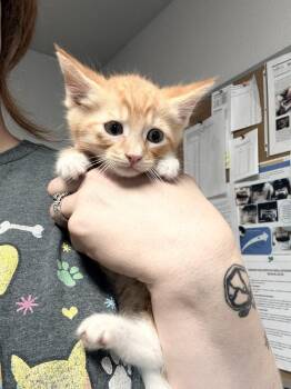 Tiki -  Domestic Short Hair Cat for Adoption in Bolivar, Missouri - Tiki | PetCurious