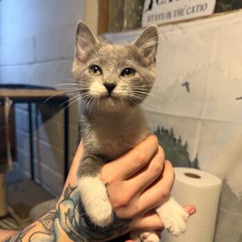 Rhapsody -  Domestic Short Hair Cat for Adoption in Buffalo, Minnesota - Rhapsody | PetCurious