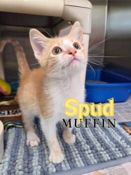 Spud Muffin -  Domestic Short Hair Cat Available for Adoption in Nevada, Iowa - Spud Muffin | PetCurious