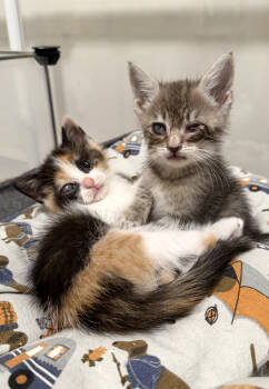 Rescue Domestic Short Hair Cats for Adoption in New York, New York - Jelly Belly & Skittles | PetCurious