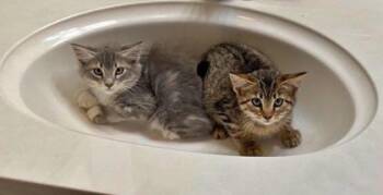 Rescue Domestic Short Hair Cats for Adoption in Morton Grove, Illinois - Cade | PetCurious