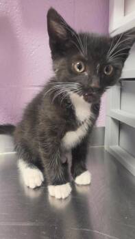 Chip Skylark -  Domestic Short Hair Cat for Adoption in El Paso, Texas - Chip Skylark | PetCurious