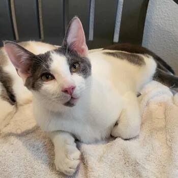 Rescue Domestic Short Hair Cats for Adoption in Leander, Texas - Bates | PetCurious