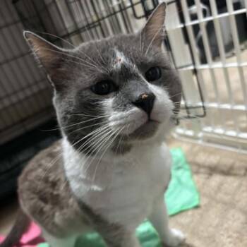 Riddler -  Domestic Short Hair Cat for Adoption in Madison, Wisconsin - Riddler | PetCurious