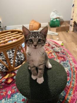 Stormy -  Domestic Short Hair Cat for Adoption in Vancouver, Washington - Stormy | PetCurious