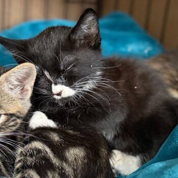 Domestic Short Hair Cats Available for Adoption in Long Beach, California - Pop | PetCurious