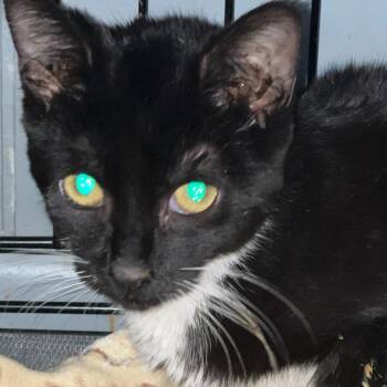 Domestic Short Hair Cats Available for Adoption - Chess | PetCurious