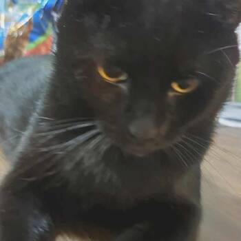 Mr. Kitty -  Domestic Short Hair Cat for Adoption in Union, Missouri - Mr. Kitty | PetCurious