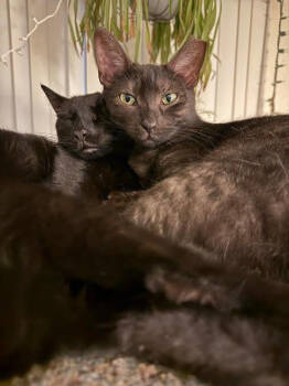 Rescue Domestic Short Hair Cats for Adoption in Woodland, California - Lilah | PetCurious