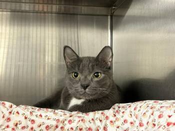 Garbo -  Domestic Short Hair Cat for Adoption in Sudbury, Massachusetts - Garbo | PetCurious
