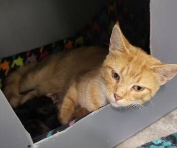 Rescue Domestic Short Hair Cats for Adoption in Medford, Wisconsin - Mazie | PetCurious