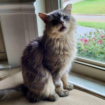 Domestic Medium Hair and Tabby Cats Available for Adoption in Knoxville, Tennessee - Finnegan | PetCurious
