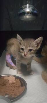 Sterling -  Domestic Short Hair Cat for Adoption in Ocala, Florida - Sterling | PetCurious