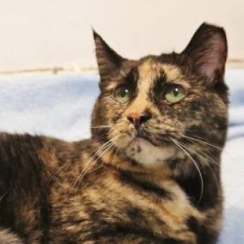 Domestic Short Hair Cats Available for Adoption in Newark, New Jersey - Heather | PetCurious