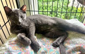 Lavender -  Domestic Medium Hair Cat for Adoption in North Kingstown, Rhode Island - Lavender | PetCurious