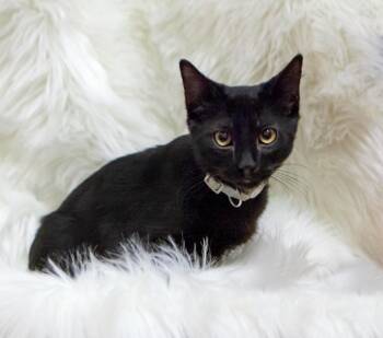 Tanner -  Domestic Short Hair Cat for Adoption in Millcreek, Utah - Tanner | PetCurious