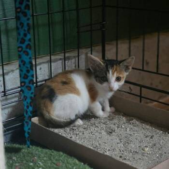 CWKH-Stray-4655 -  Domestic Short Hair Cat for Adoption in Chilliwack, British Columbia - CWKH-Stray-4655 | PetCurious