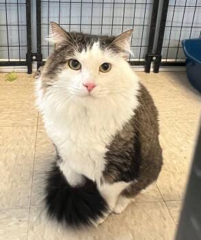 E.T. -  Domestic Medium Hair Cat for Adoption in Mcpherson, Kansas - E.T. | PetCurious