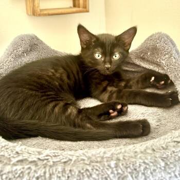 Spike -  Domestic Short Hair Cat for Adoption in Springfield, Oregon - Spike | PetCurious