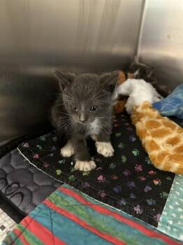 DEWEY -  Domestic Short Hair Cat for Adoption in Riverside, California - DEWEY | PetCurious