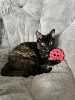 Rescue Calico and Tabby Cats for Adoption in Covina, California - Trix | PetCurious