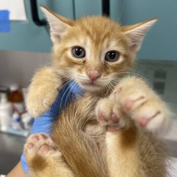 Adain -  Domestic Short Hair Cat for Adoption in Tampa, Florida - Adain | PetCurious