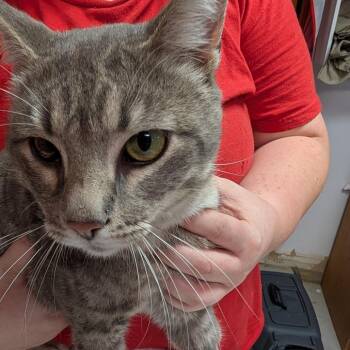 Roger -  Domestic Short Hair Cat for Adoption in Leander, Texas - Roger | PetCurious