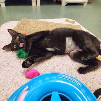 Flamingo -  Domestic Short Hair Cat Available for Adoption - Flamingo | PetCurious