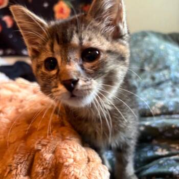 Domestic Short Hair Cats Available for Adoption in Columbia, Missouri - Ernie | PetCurious