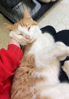 Rescue Domestic Short Hair Cats for Adoption in Grand Forks, North Dakota - CARTER | PetCurious