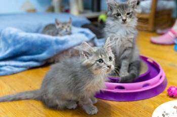 Rescue Siberian Cats for Adoption in Chicago, Illinois - Sage | PetCurious