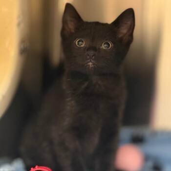Fanta -  Domestic Short Hair Cat for Adoption in Bedford, New Hampshire - Fanta | PetCurious