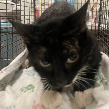 Luisa -  Domestic Short Hair Cat for Adoption in Chicago, Illinois - Luisa | PetCurious