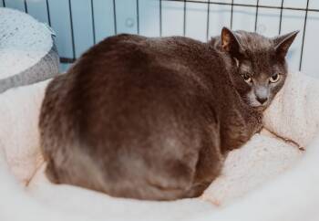 Rescue Domestic Short Hair Cats for Adoption in Le Mars, Iowa - Gracie Mae | PetCurious
