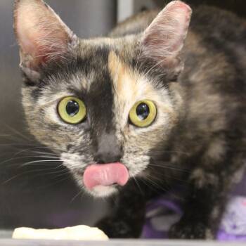 Domestic Short Hair Cats Available for Adoption in Yucca Valley, California - Eris | PetCurious